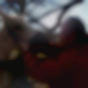 horse kiss