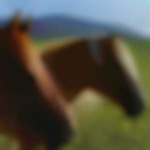 konik